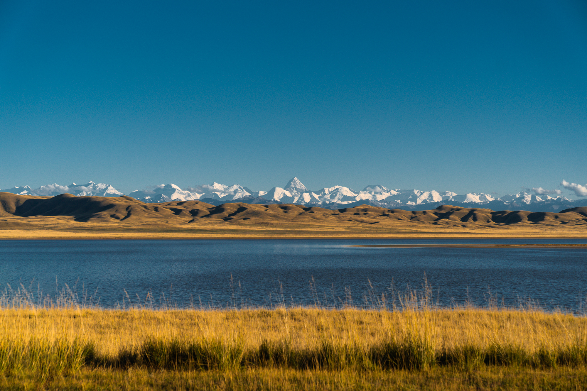 Wild Nomads
